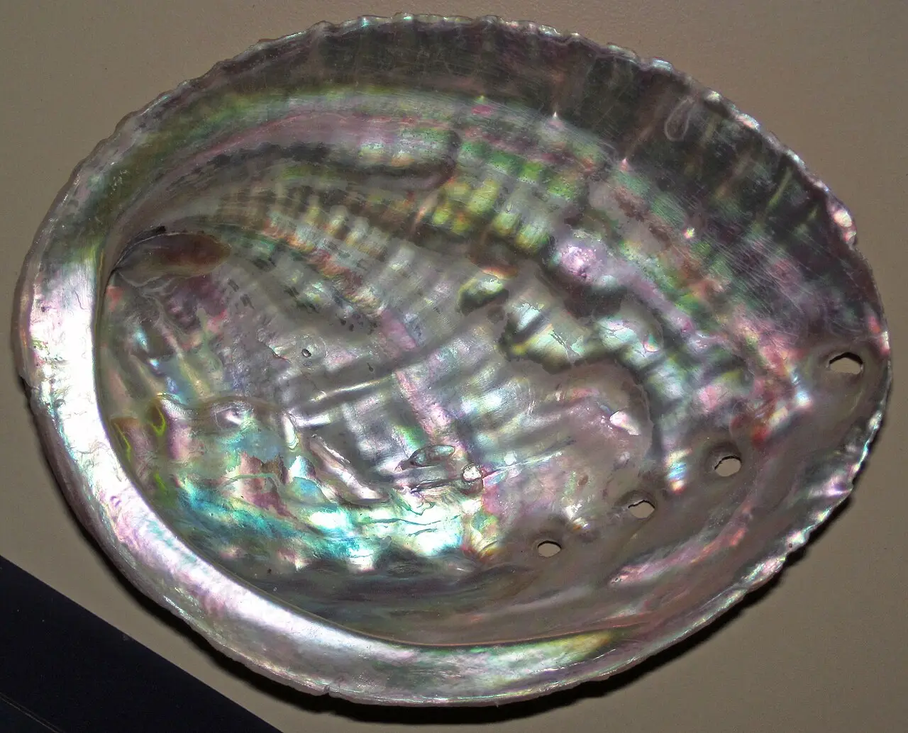 Natural iridescent nacre layer inside an abalone shell