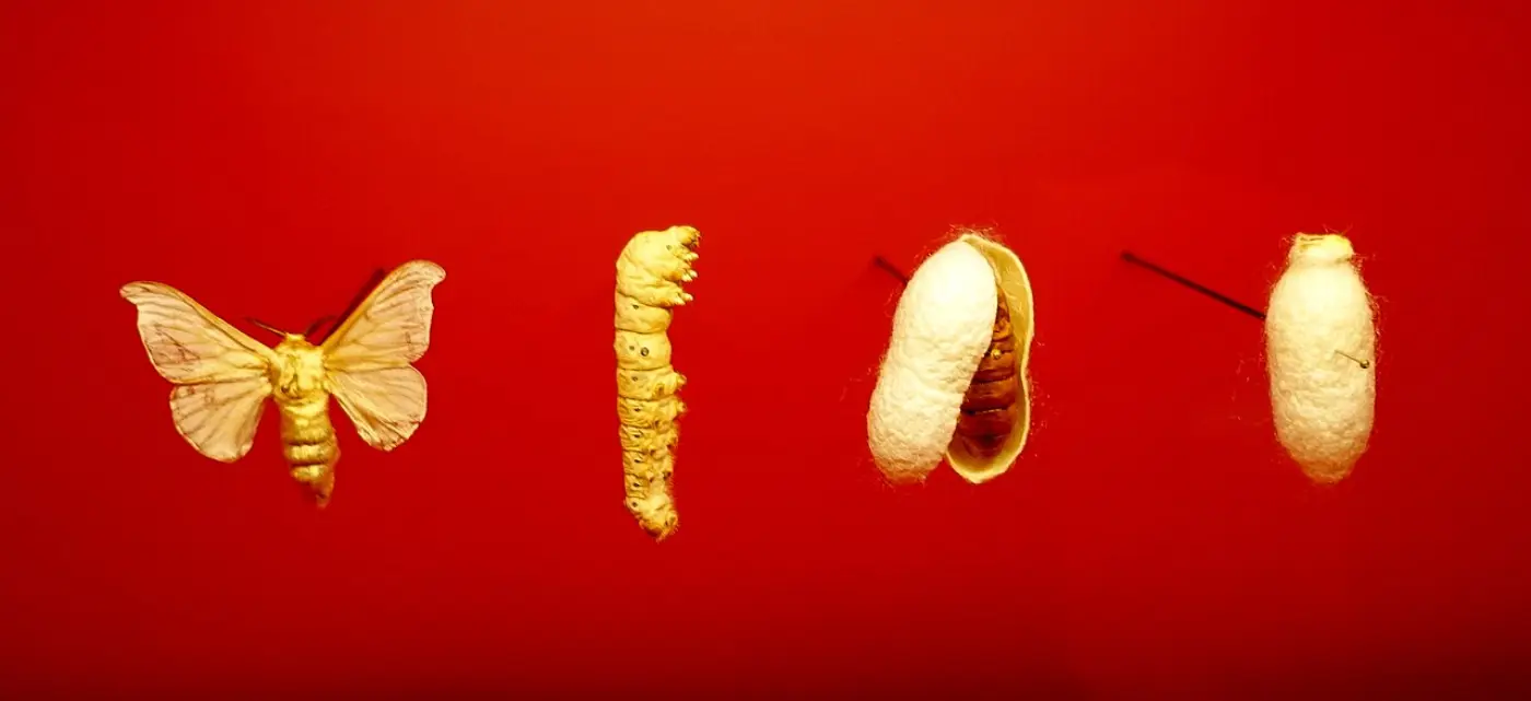 Specimens of a silk moth, silkworm, cut-open cocoon and whole white cocoon on red